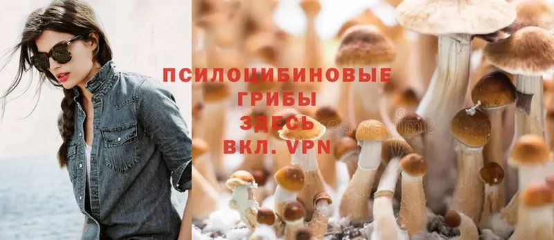 Псилоцибиновые грибы Psilocybe Реутов